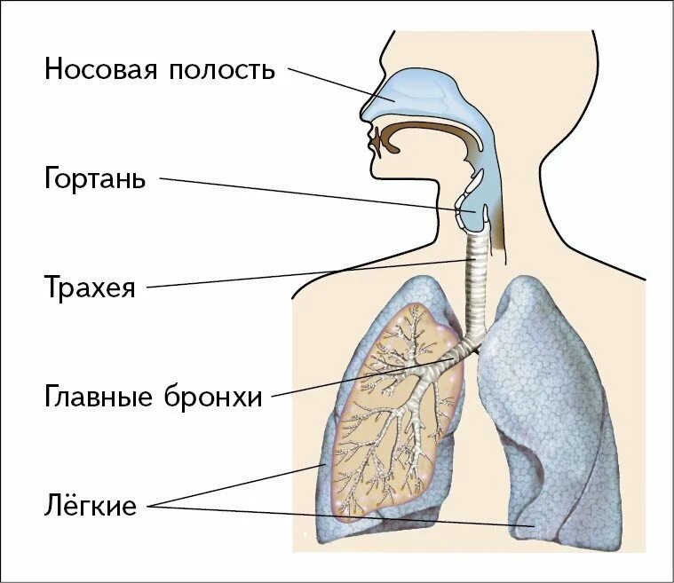 Трахея разделяется на бронхи на уровне. Трахея разделяется на бронхи на уровне