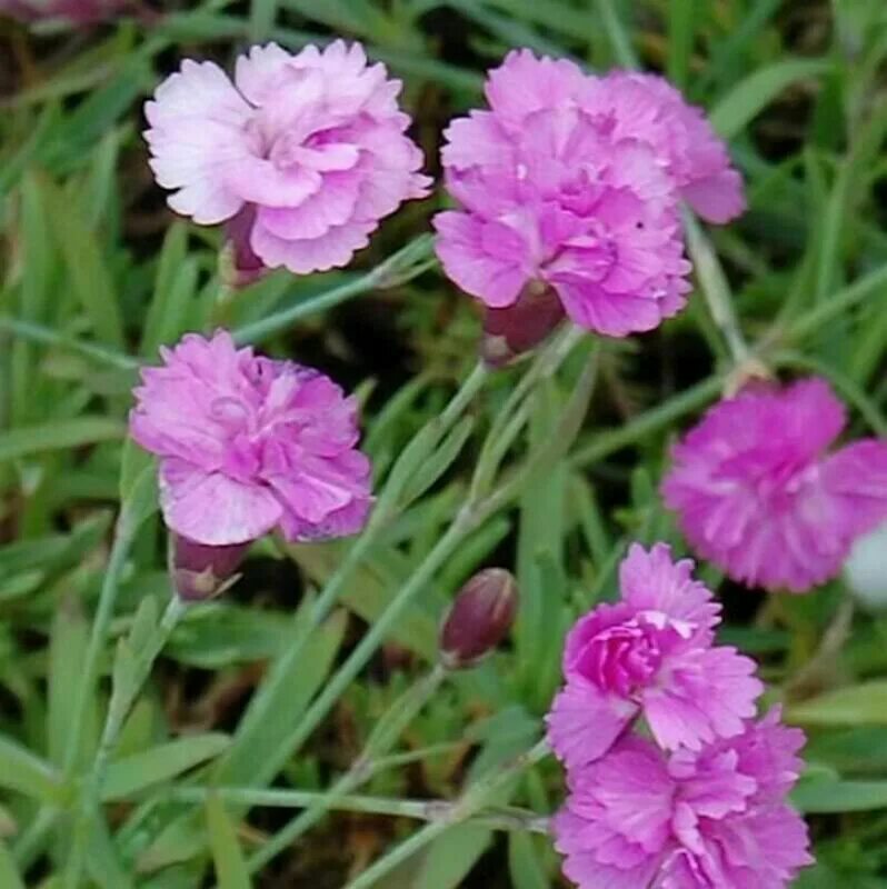 Карликовые гвоздики. Dianthus gratianopolitanus. Гвоздика гратианополитанская Pink Jewel. Гвоздика серовато-голубая (Dianthus gratianopolitanus. Гвоздика перистая "Dinetta Pink".