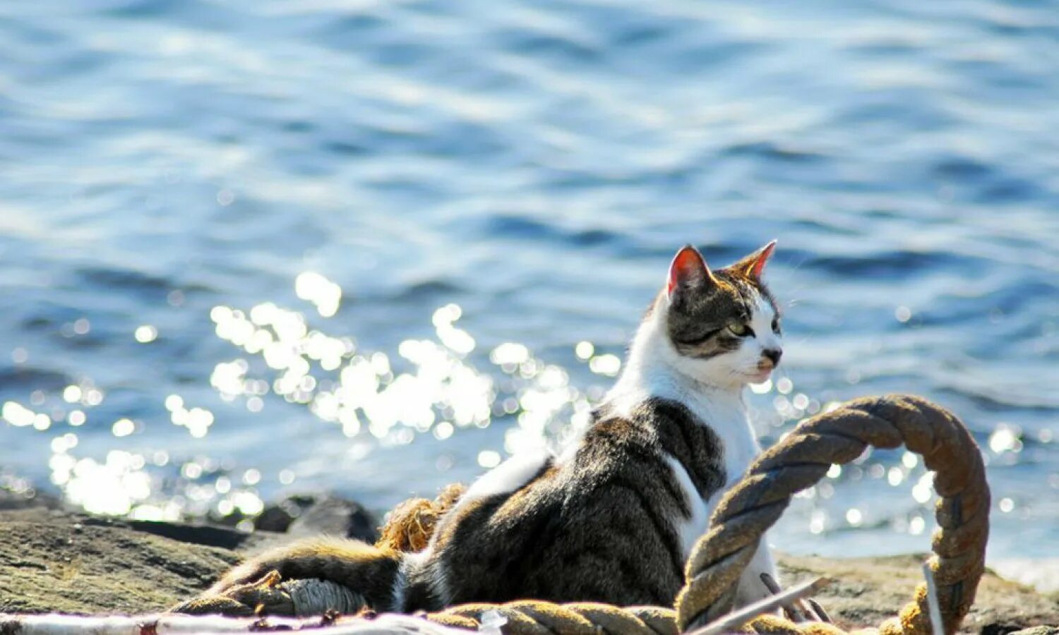 Обои на рабочий стол уставший кот. Морская кошка. Кот мору. Ялтинские коты. Котэ морукуй игра играть.