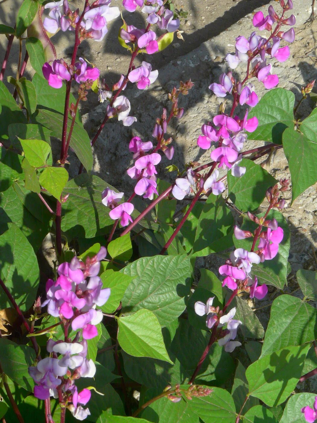 Гиацинтовые бобы долихос. Долихос вайолет. Вьюн долихос. Долихос вьющаяся сирень. Долихос вьющаяся сирень.