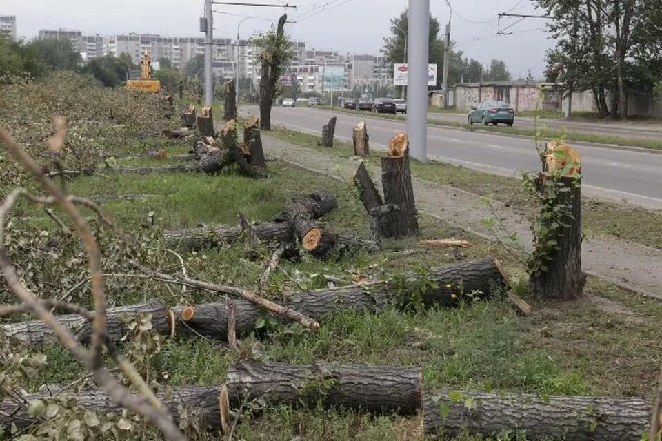 Вырубка деревьев в москве. Вырубка деревьев в городе. рубка деревьев в городе. срубленные деревья в городе. вырубленные деревья в городе.