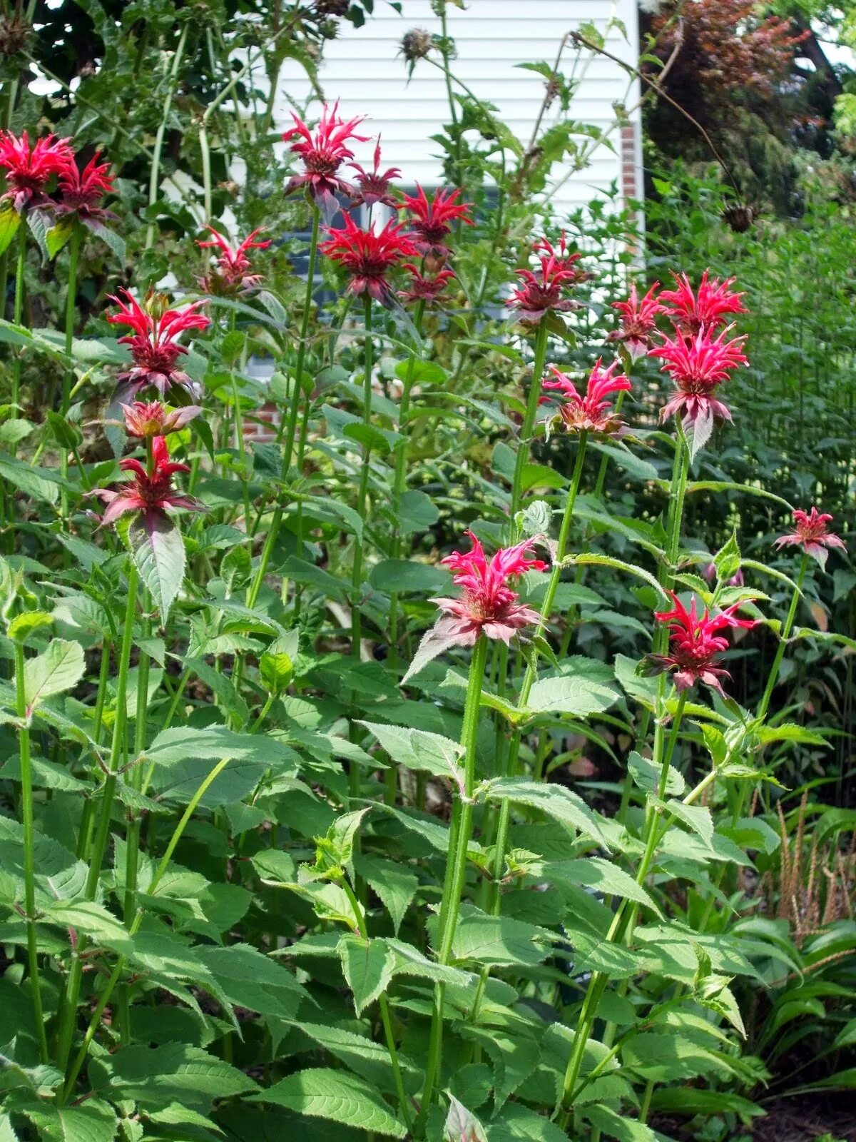 Монарда Bee Balm. Монарда Вишневая. Монарда с розами. Монарда Роуз Квин.