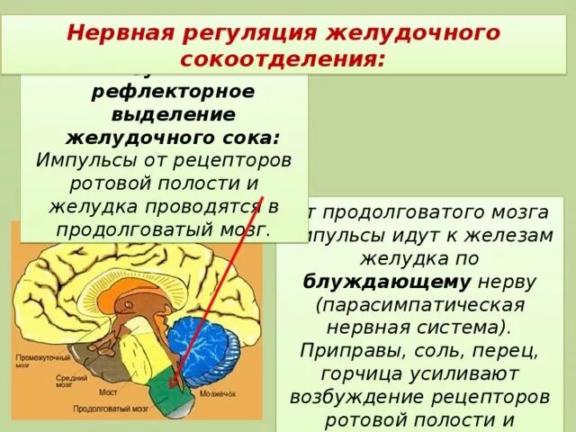 Где находится центр рефлексов. Центр желудочного сокоотделения расположен в мозге. нервная регуляция регуляция пищеварения центр. нервная регуляция желудочного сокоотделения. нервная регуляция желудочной секреции.