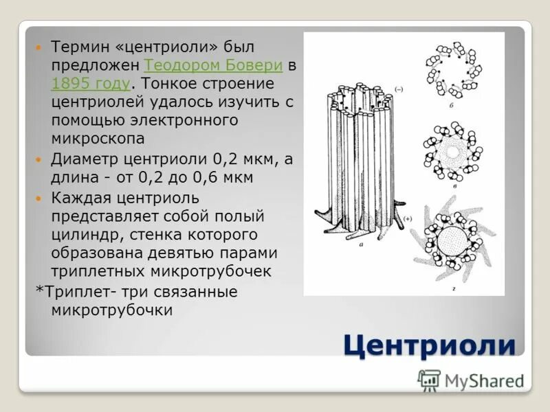Центриоль и микротрубочки функции