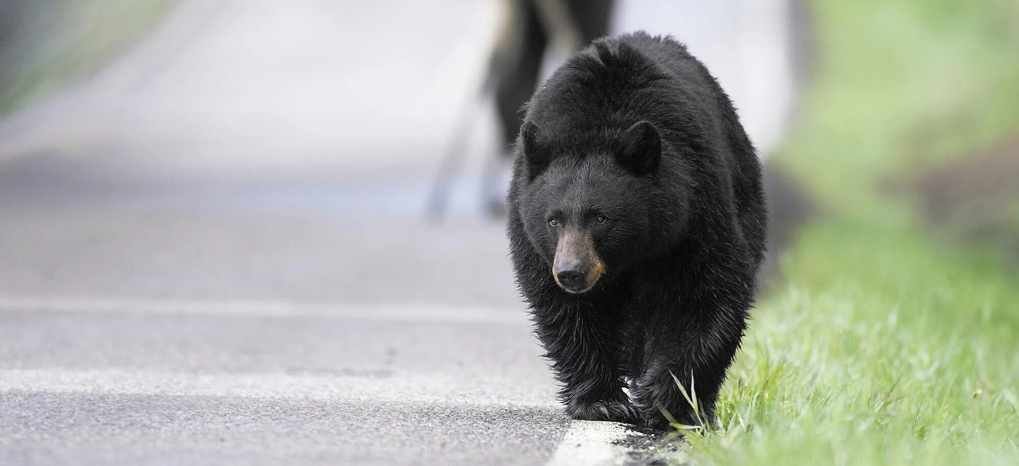Bear страна. Черный медведь. Медвежья пустынь. Bear страна. Bear dakota.