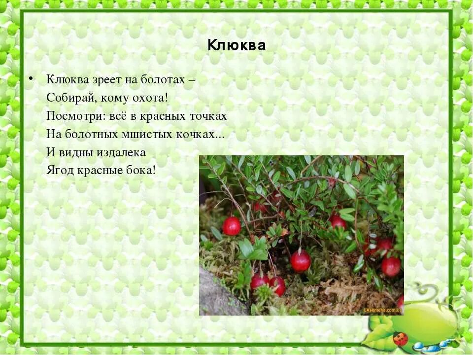 Клюква значение слова