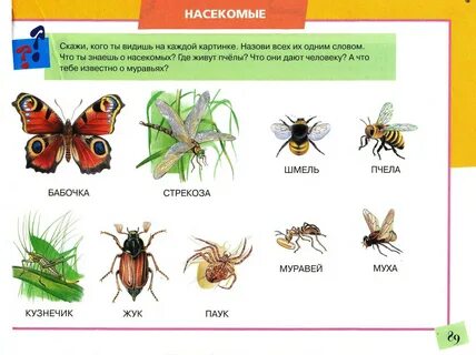 Знаешь насекомых