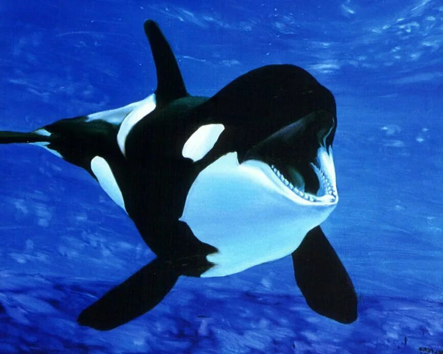 Касатка это кит или дельфин. Касатка кит убийца. Касатка меланист. Кит и касатка и дельфин. Касатка это млекопитающее животное.