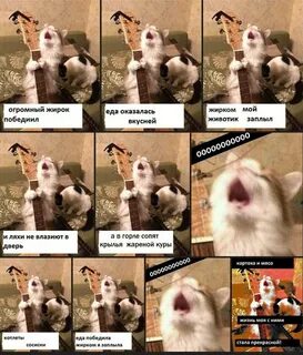 Песня коты мем