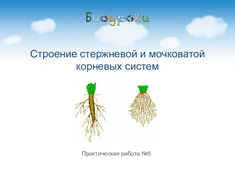 Лабораторная работа строение корневых систем 6 класс. Типы корневых систем стержневая и мочковатая. строение мочковатой корневой. строение мочковатой системы корней. стержневая и мочковатая корневая система.
