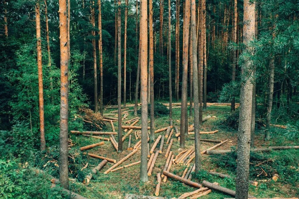 Страны без лесов. Вырубка лесов. Бревно в лесу. Леса Норвегии. Поредели леса.