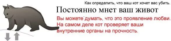 Как понять что кошка заканчивается. Как понять что кошка заканчивается