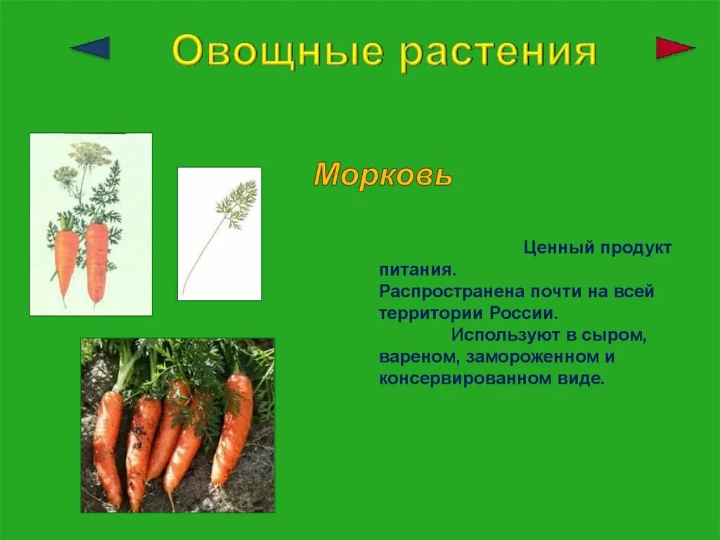 Культурное растение 3 класс окружающий мир доклад