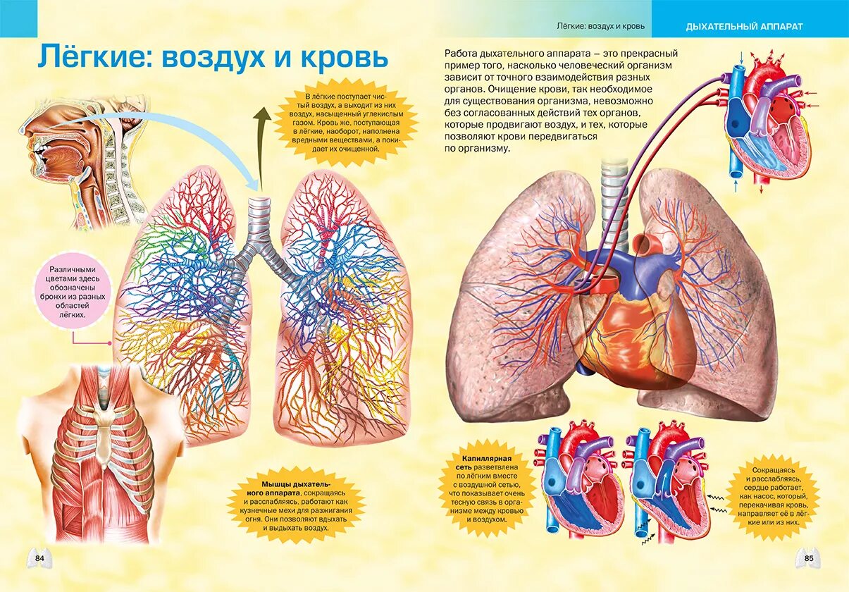 Статья про легкие. Интересные факты про лёгкие. Энциклопедия человека. Сохрани свои легкие здоровыми. Доклад легкие человека.