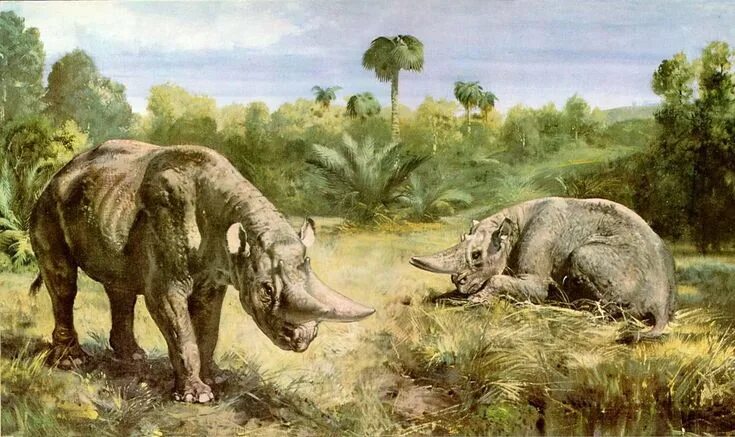 Картинки первые животные Platybelodon. Relative of the elephant, lived 15m-4m years ago. http://