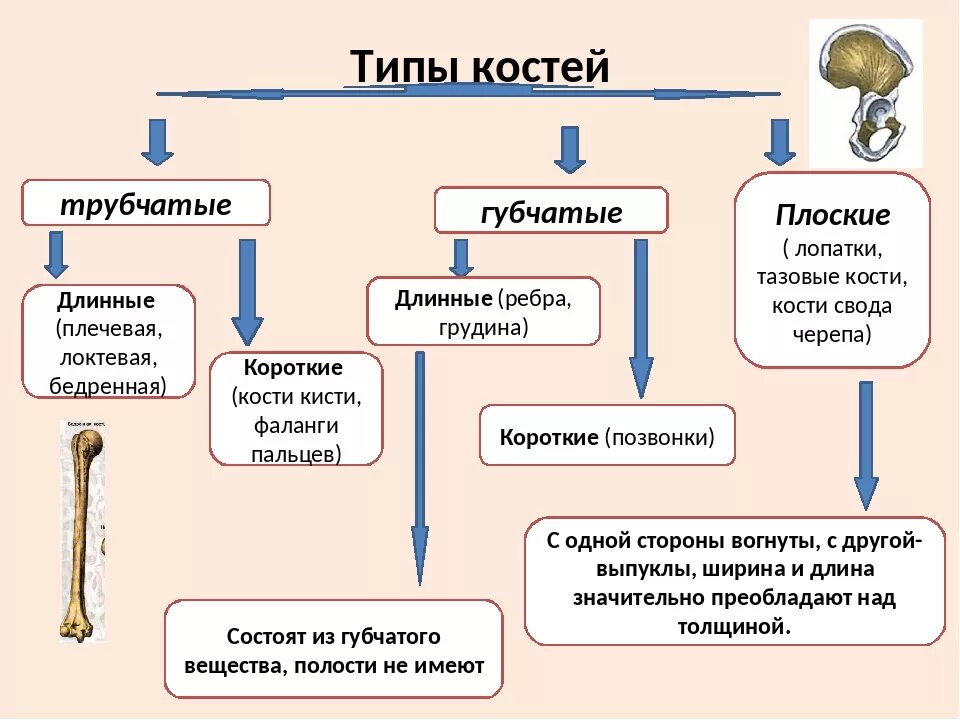 Скелет строение состав и соединение. Типы строения костей. функции типов костей. химический состав кости 8 класс. схема типы костей по биологии 8 класс.