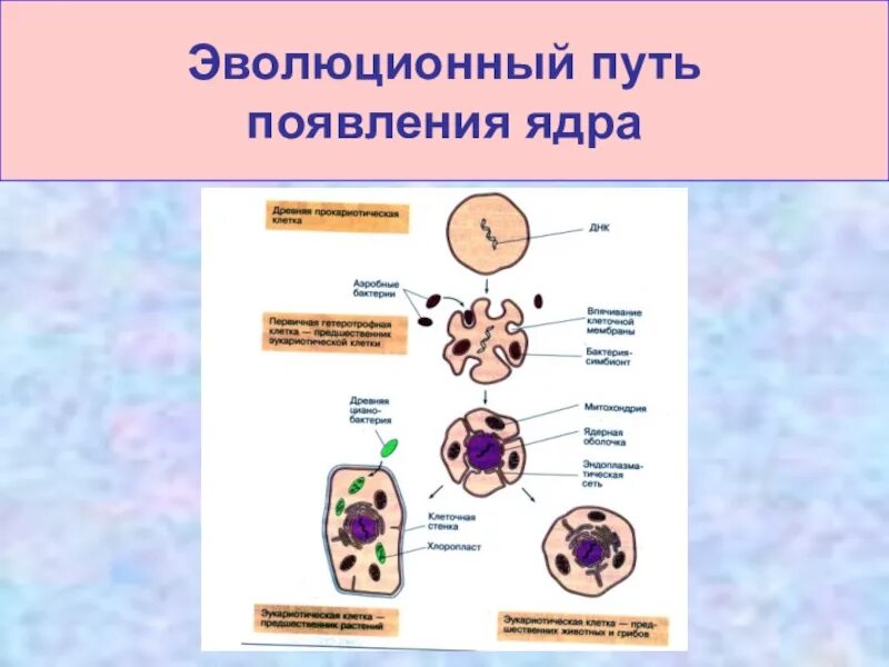 Происхождение ядра эукариот. Возникновение клетки с ядром. Происхождение ядра клетки. Эволюция клетки с ядрами.