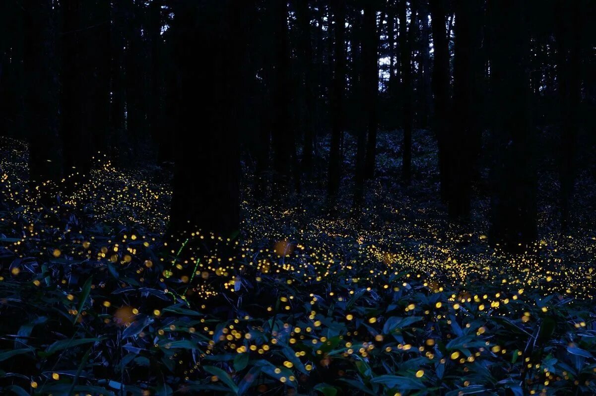 Биолюминесценция светлячков. Ночной лес. Огоньки в лесу. Светлячки в лесу. Лесные светлячки.