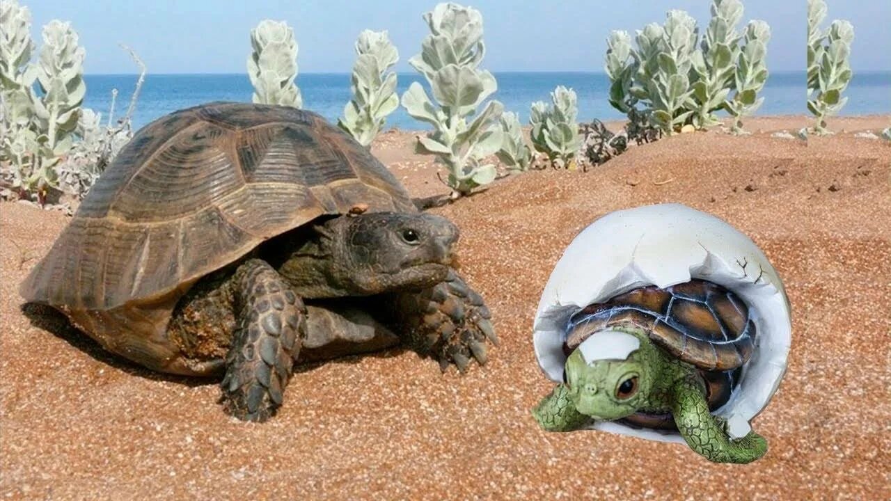 Черепаха в жизни человека. Красноухая Болотная черепаха. Морская черепаха на суше. Размножение черепах. Рождение черепах.