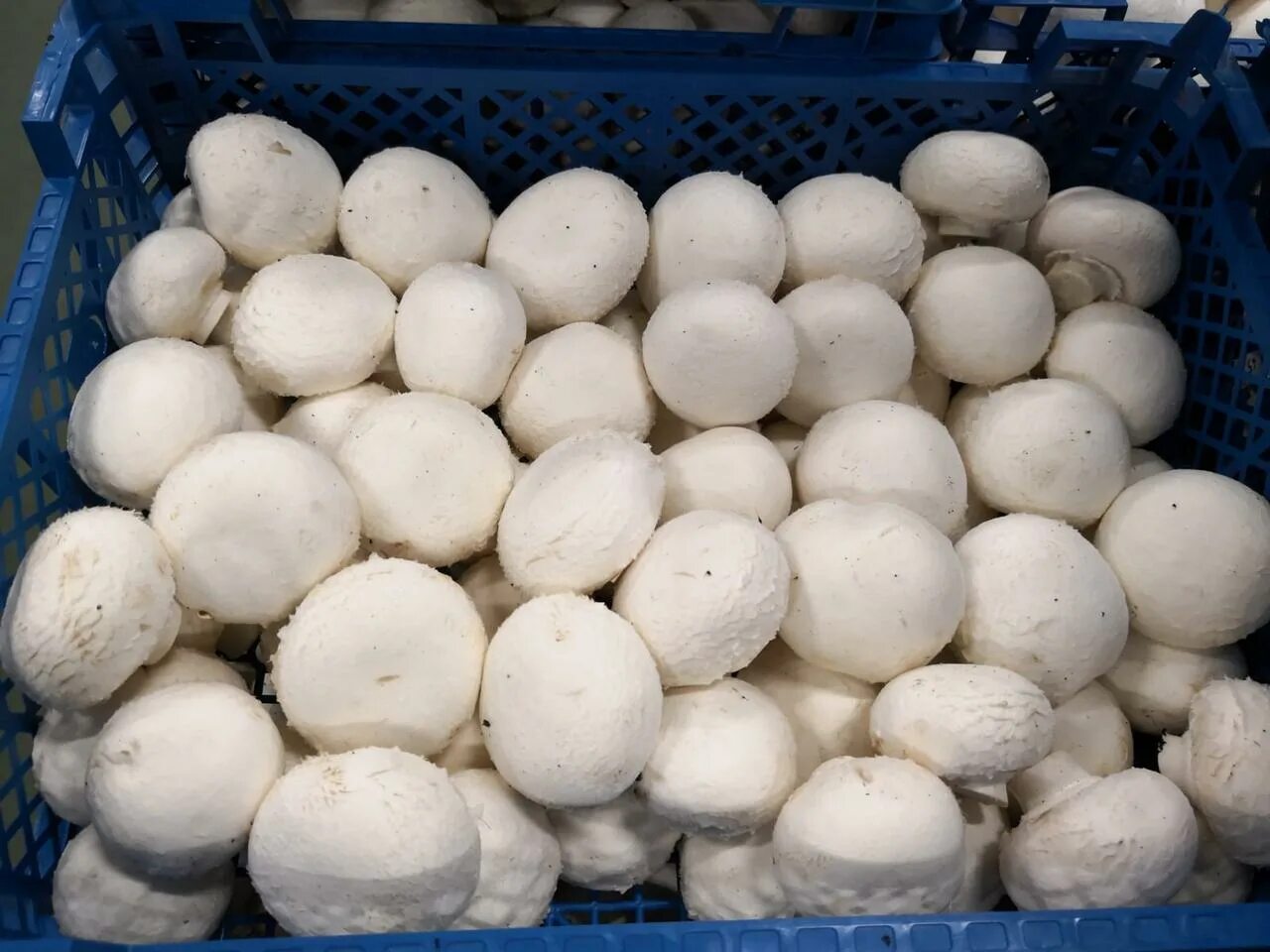 Вешенка р-80. Продам свежие грибы. Грибы вешенка фасованные 2400000024484. Продам свежие грибы. Грибы вешенка в ящик.