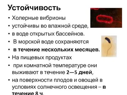 Известно что холерный вибрион вид подвижных