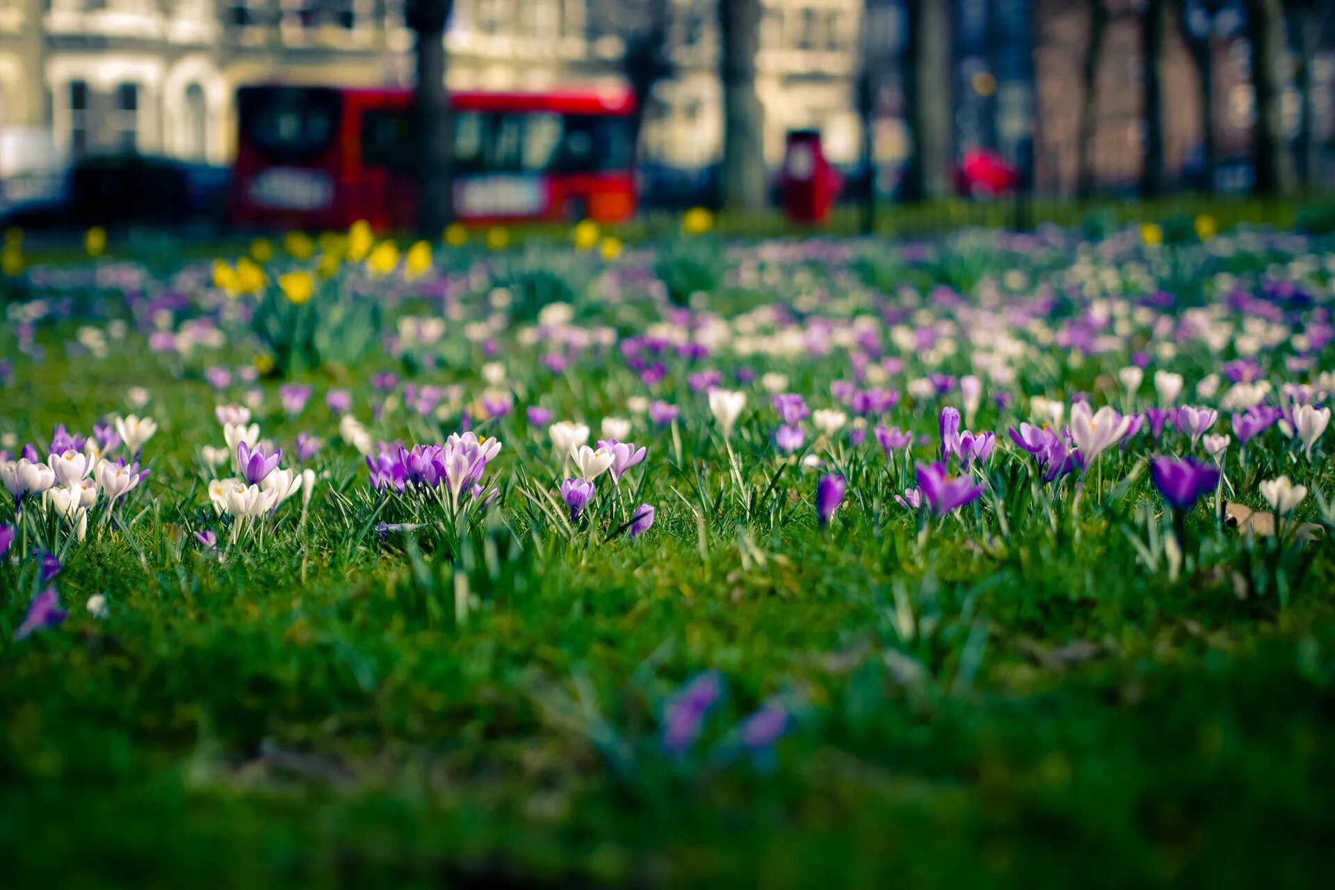 Весенний город. Весенние цветы. Весенние цветы в городе. Spring url