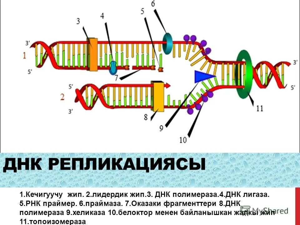 Лигазы в генной инженерии. Днк лигазы полимеразы. Днк лигазы полимеразы. Рнк праймеры днк-лигаза. Затравка праймер в репликации днк.