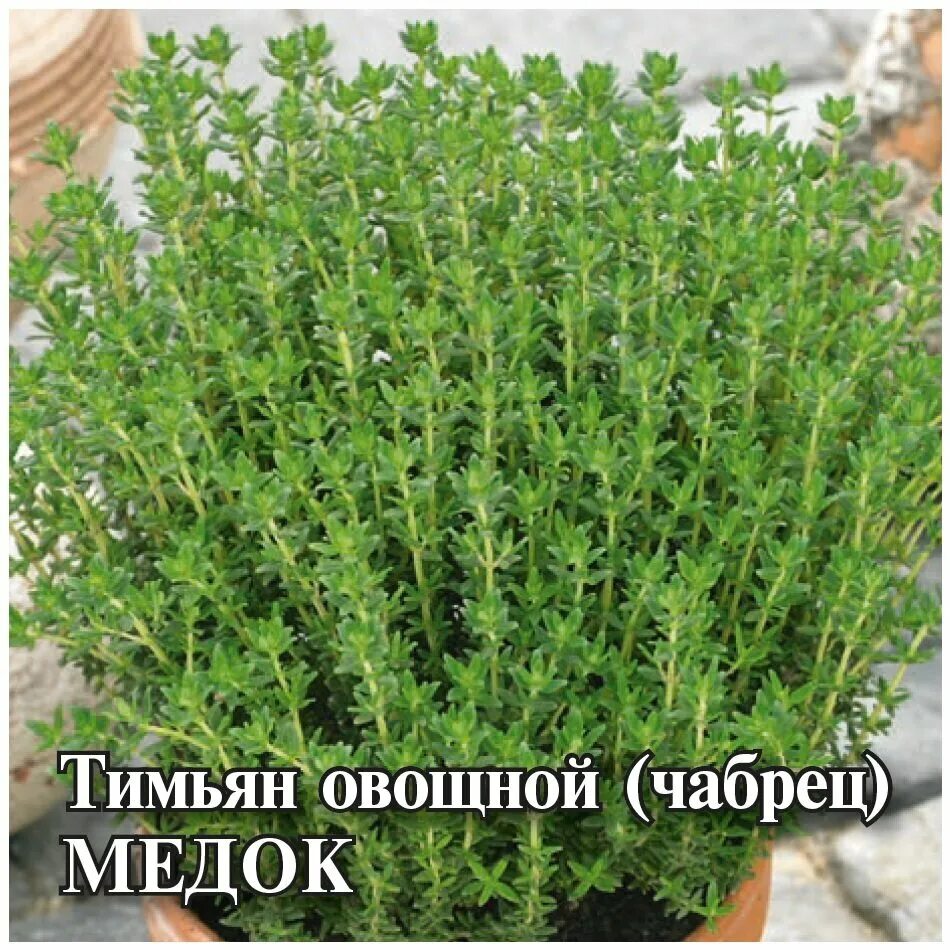 Тимьян (чабрец) трава резаная ПК Мир специй 1 кг - купить в интернет-магазине по