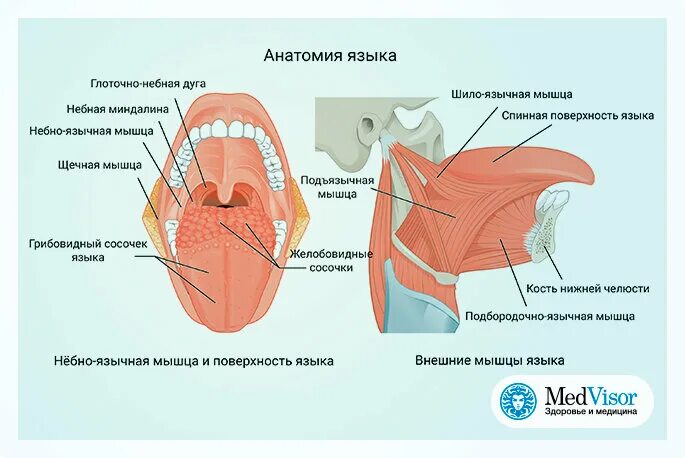 Поверхности языка анатомия. State tongue