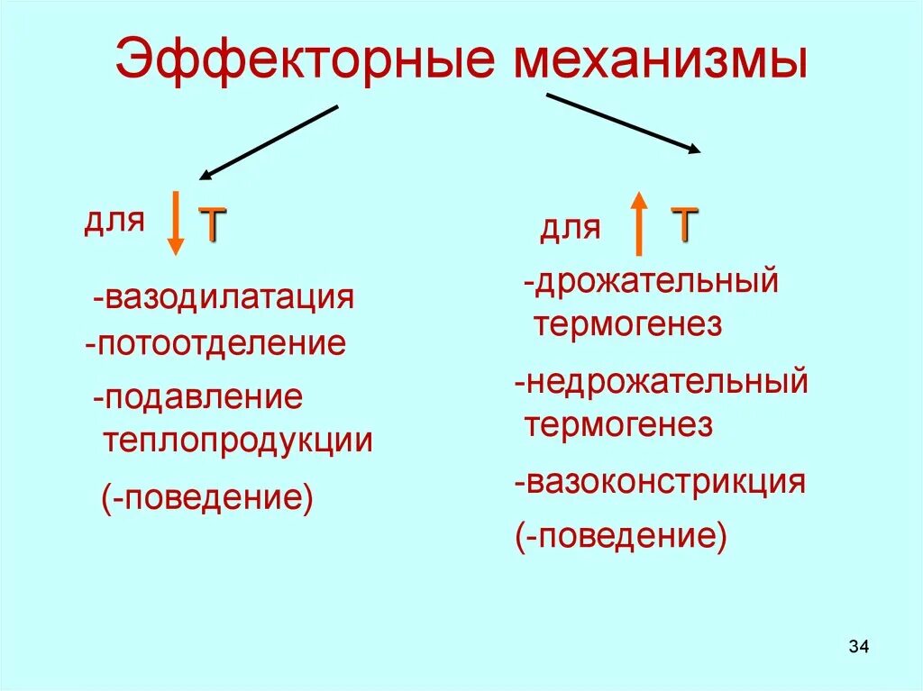 Увеличению теплоотдачи через кожу способствует. Механизмы теплоотдачи физиология. механизмы теплопродукции. пути теплопродукции и теплоотдачи. способы теплоотдачи физиология.