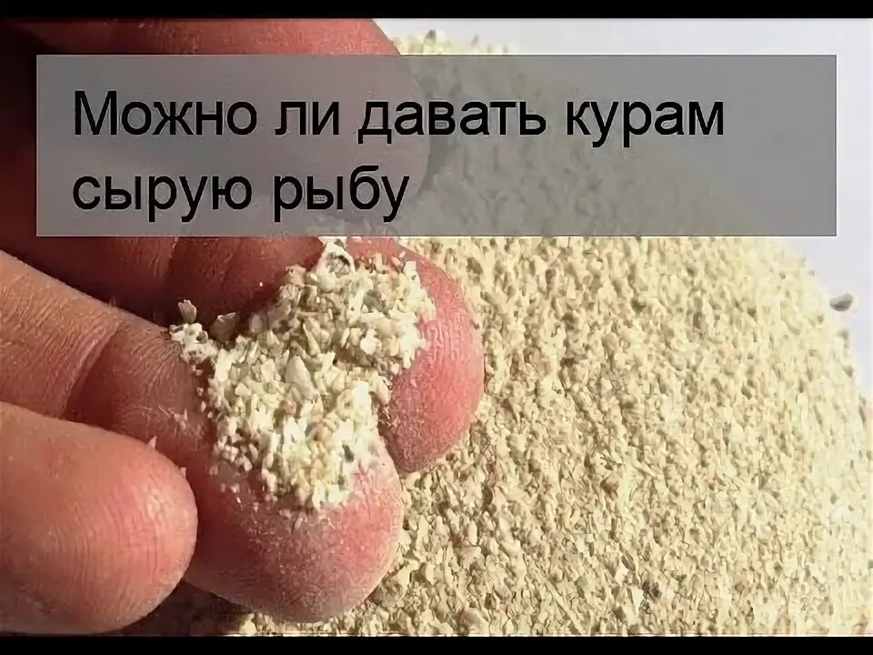 Жиры можно курам. Можно ли курам давать сырую рыбу. Можно давать курам вареную рыбу. Можно ли давать несушкам рыбу. Можно ли курам давать речную рыбу.