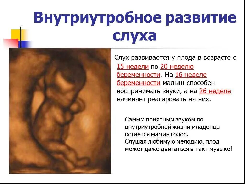 20 недель беременности ощущение. Плод на 16 неделе беременности. формирование плода.
