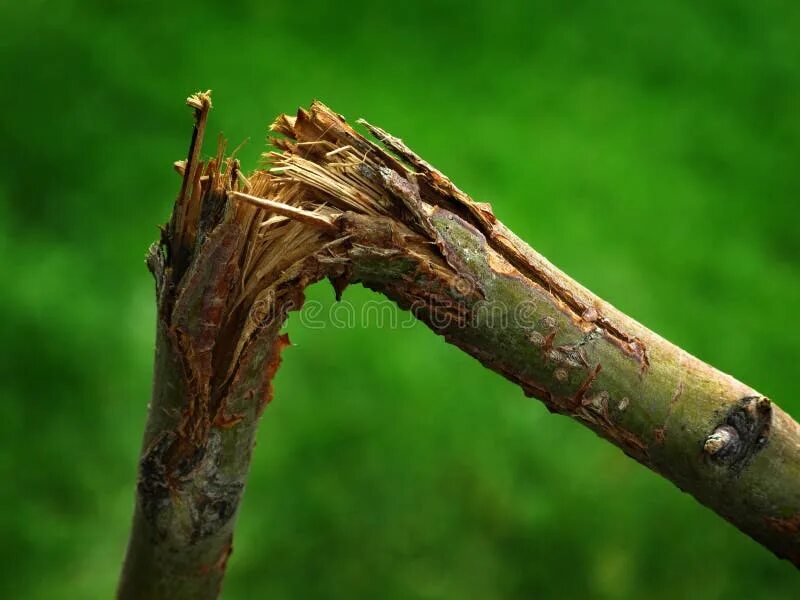 Сломанная сухая ветка. Dead tree stick. Сломанная сухая ветка. Отломанная ветка. Сломанная сухая ветка.