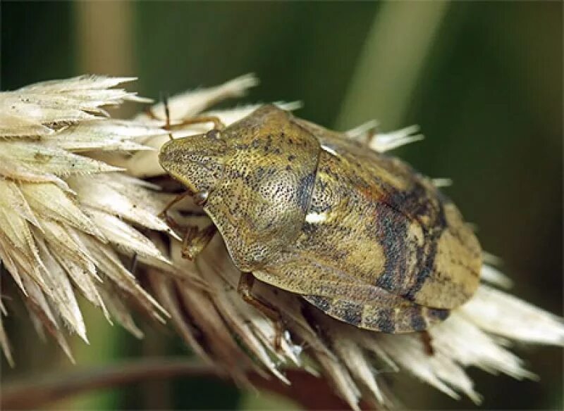 Вредная черепашка – Eurygaster integriceps. МАВРСКИЙ клоп. Хлебные клопы Черепашки. Зерновой клоп вредная черепашка.