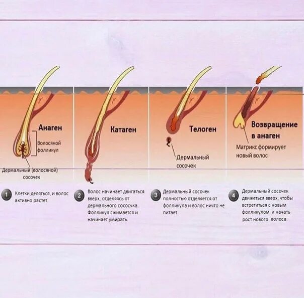 Растут корни волос. Фазы роста ресниц анаген. Фазы роста волос анаген. Цикл роста волос анаген катаген. Стадии роста ресниц анаген катаген телоген.