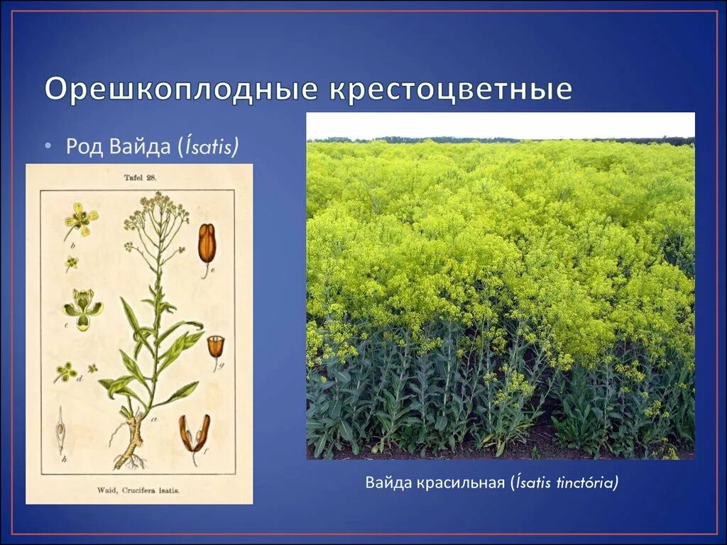 К семейству крестоцветных относится примеры. Полукустарники крестоцветные. Семейство крестоцветные сорные. Крестоцветные зелень. Сорняковые крестоцветные.