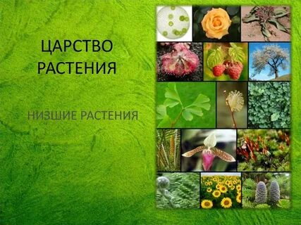 Презентация растения биология