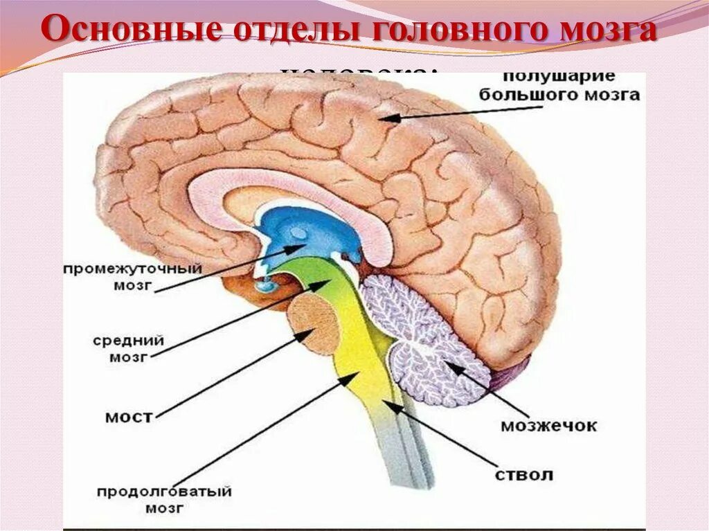 Отделы головного мозга человека. Основные отделы головного мозга. Отделы головного мозга схема. Функции отделов головного мозга. Задний отдел головного мозга состоит