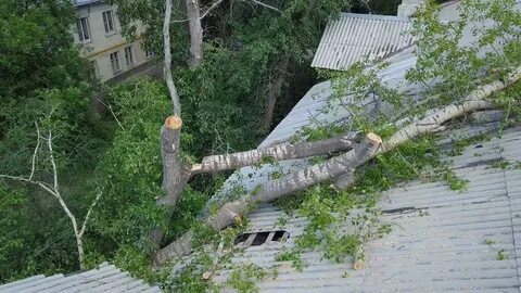 Сила ветра которая валит деревья разрушает строения
