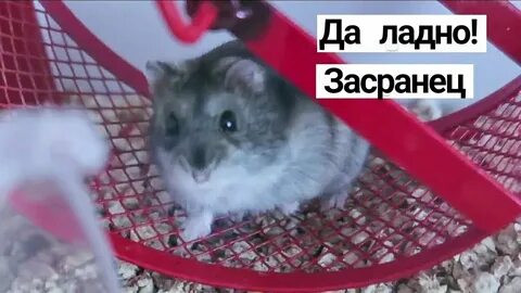 Как узнать код в хомяке