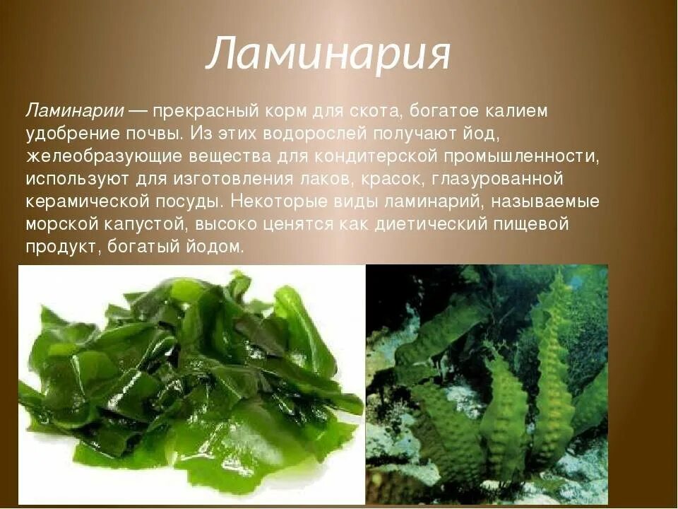 Какие водоросли наиболее часто используются в пищу. Ламинария японская морская капуста. ламинария зеленая водоросль. бурые водоросли ламинария. ламинария или морская капуста.