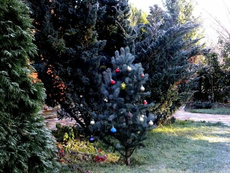 Picea pungens glauca 'Iseli Fastigiate' Picea pungens, Backyard trees, Evergreen