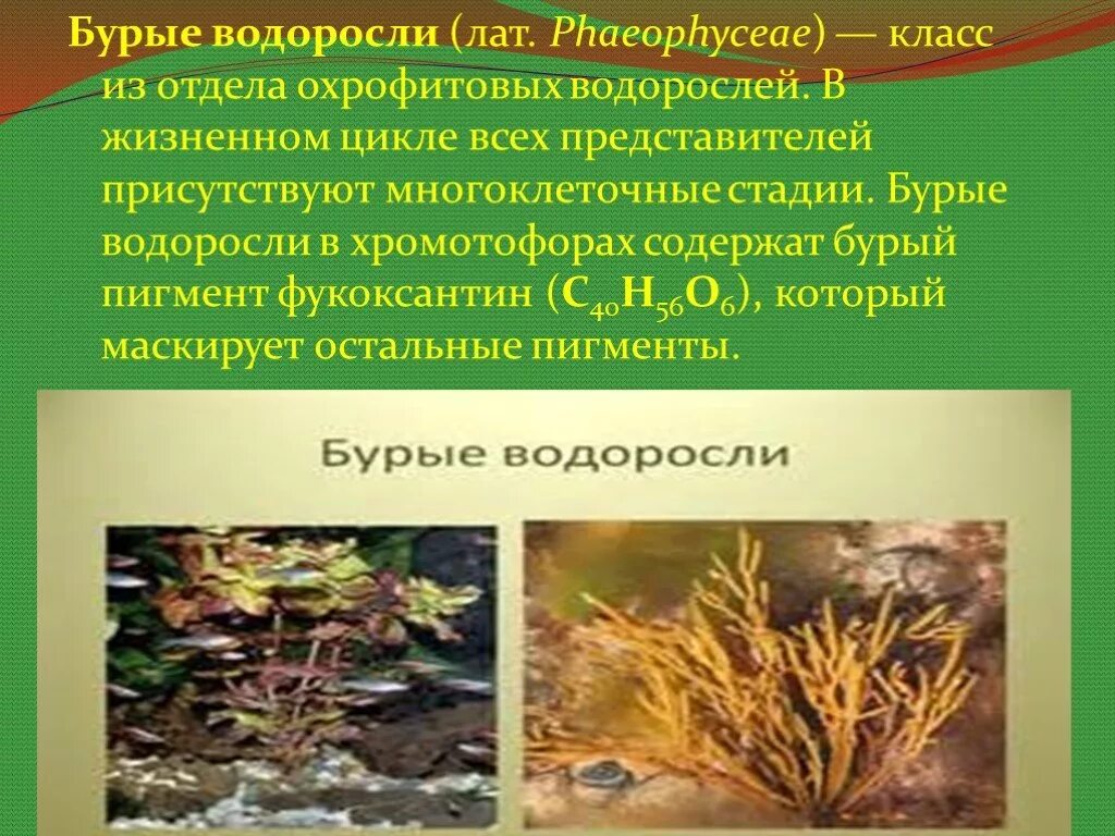 Бурые водоросли водоросли представители. Фотосинтетические пигменты бурых водорослей. Многоклеточные бурые водоросли. Жизненный цикл охрофитовых водорослей.