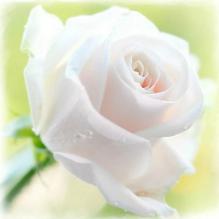Ты такая милая нежная красивая. Открытки с белыми розами. Белые розы картинки. Цветы белые розы. Белые розы открытки красивые.