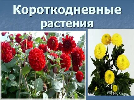 Длиннодневные растения