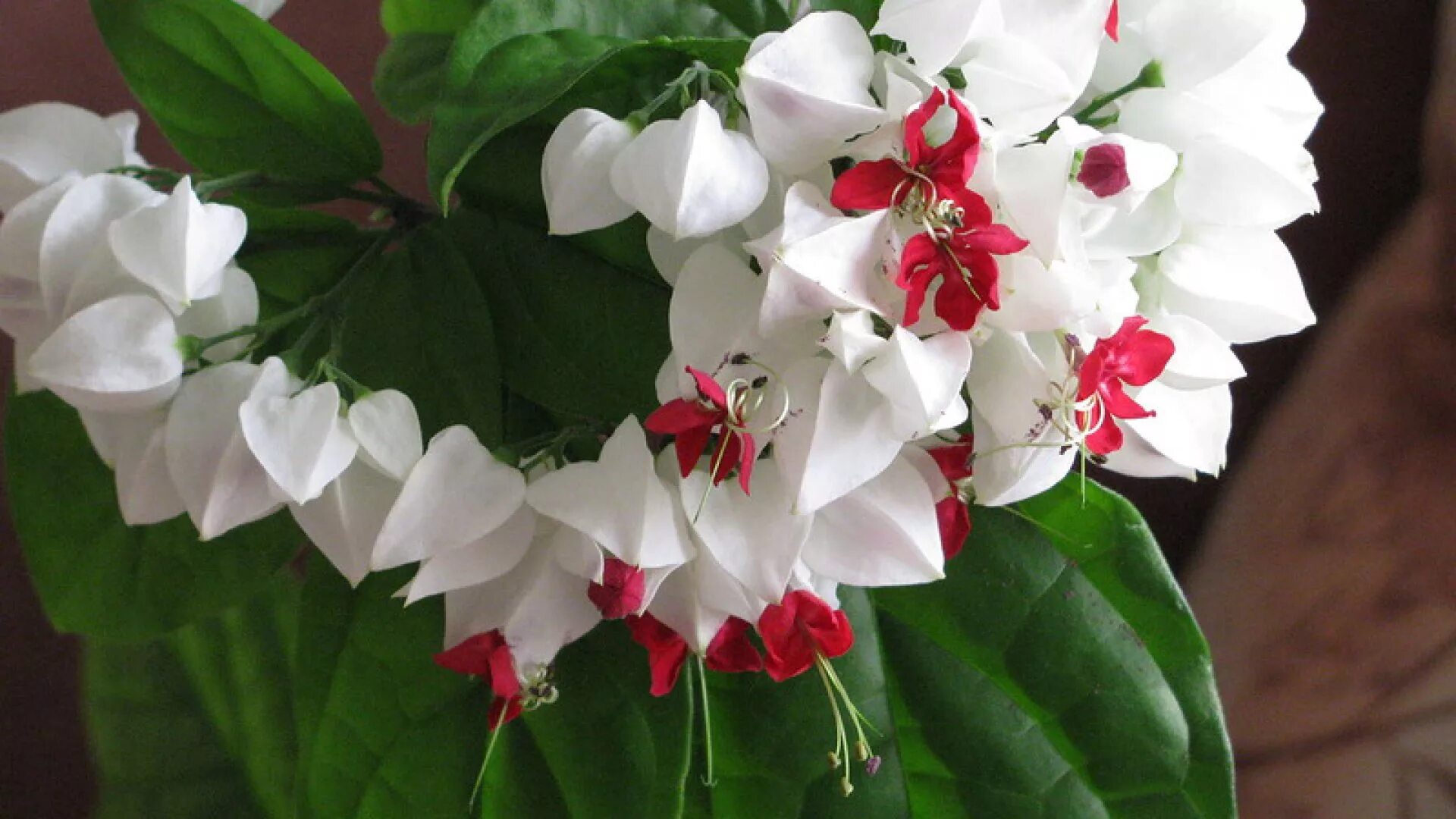 Комнатный цветок с белыми цветами название. Цветок счастья клеродендрум. Комнатные цветы цветущие белым цветом с названиями. Клеродом Томсана. Графиня цветок фото комнатный.
