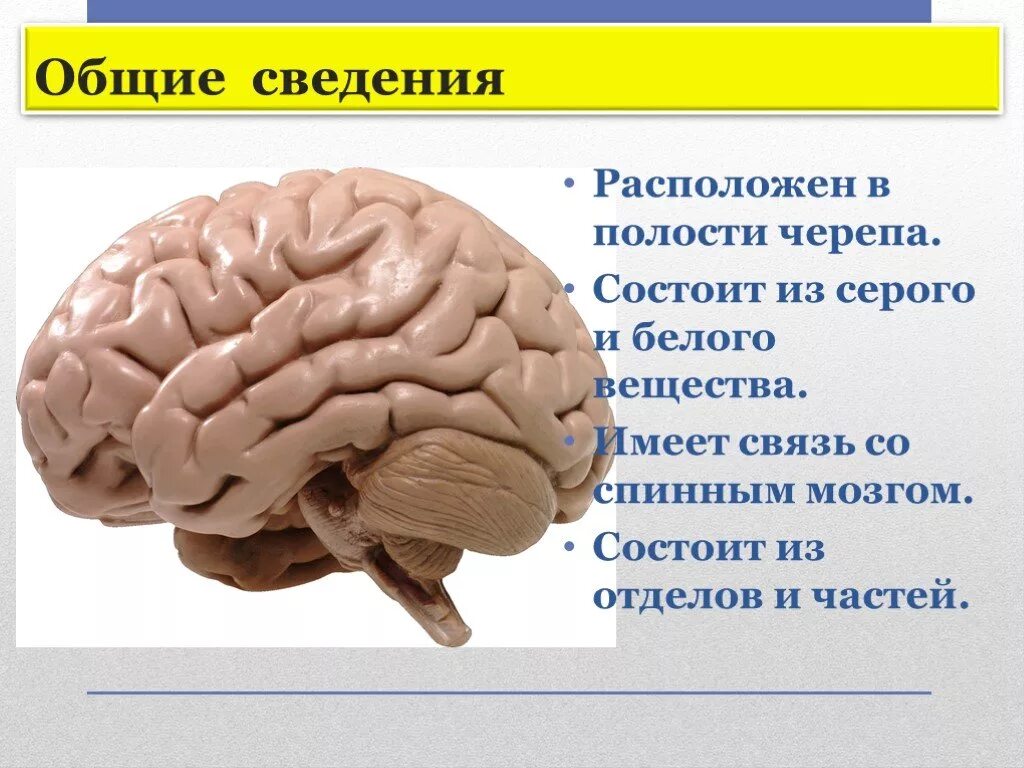 Головной мозг состоит из. Из чего состоит мозг человека. Строение головного мозга презентация. Из чего состоит головной мозг. Из каких веществ состоит мозг