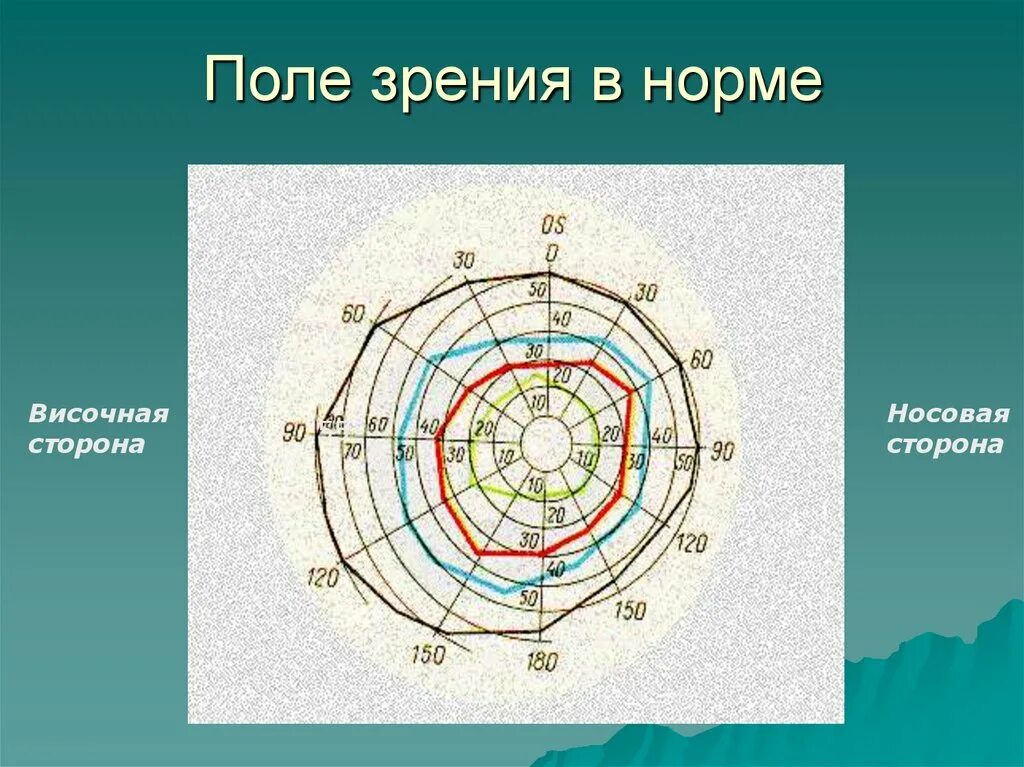 Периметрия поля зрения норма. Нормы поля зрения человека в градусах. Кинетическая периметрия норма. Норма зрения у взрослых таблица. Зрительное в норме.