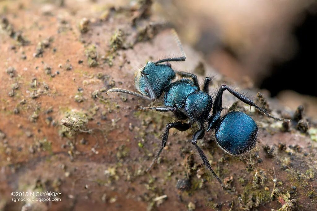 Blue ant. Голубые муравьи. Blue ant. Голубая оса — diamma bicolor. Myrmecia brevinoda.