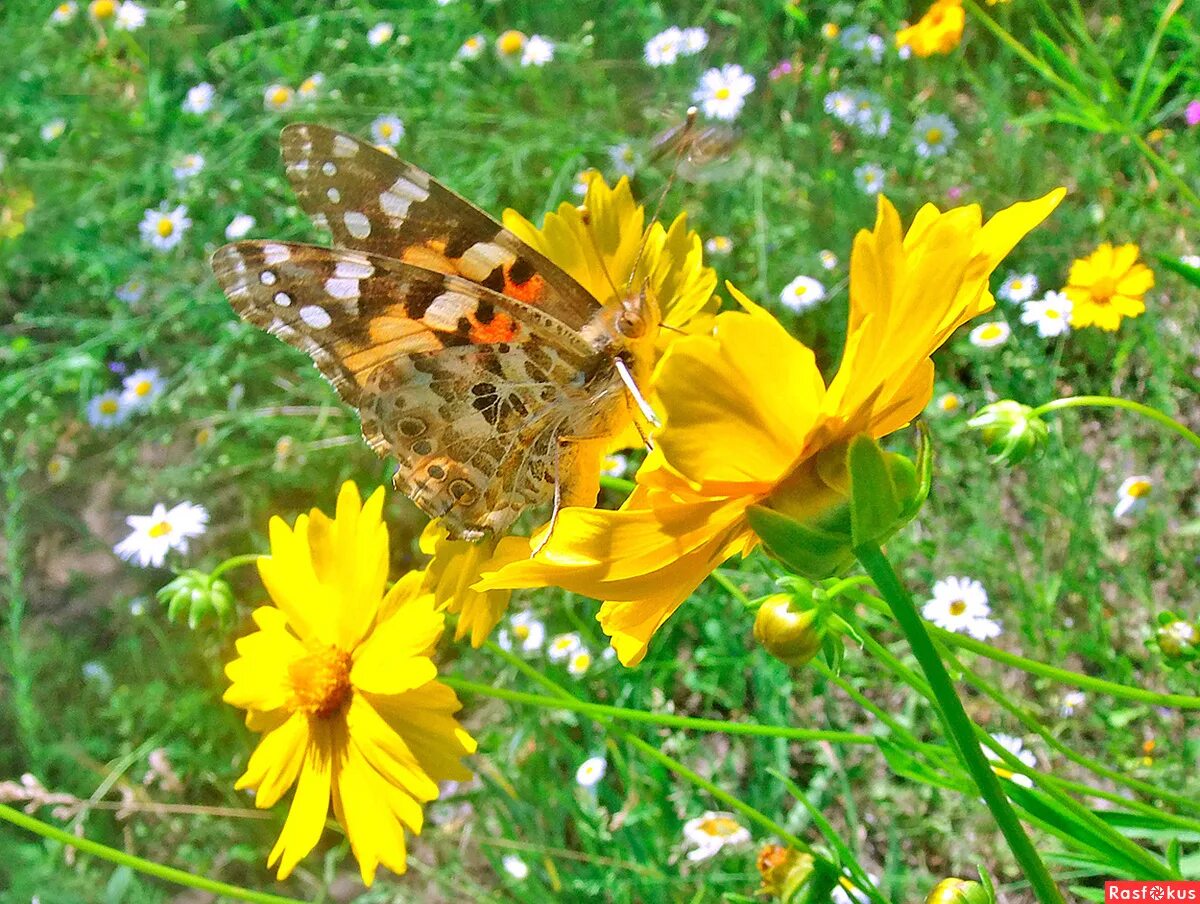 июнь бабочки. бабочки в дикой природе. бабочки юга россии. заставка на рабочий стол бабочки. красивые полевые цветы и бабочки.